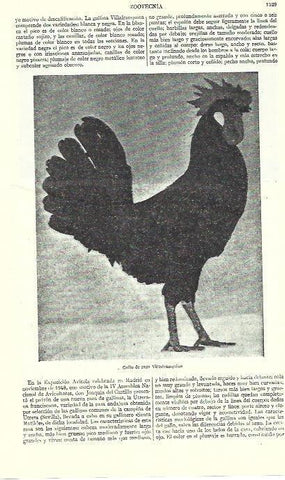 LAMINA ESPASA 39378: Gallo de raza Villafranquina