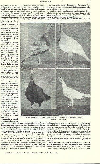 LAMINA ESPASA 39376: Razas de pavos