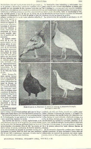 LAMINA ESPASA 39376: Razas de pavos