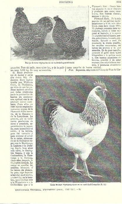 LAMINA ESPASA 39375: Gallo de raza Pymouth-Rock y pareja de raza Orpungton