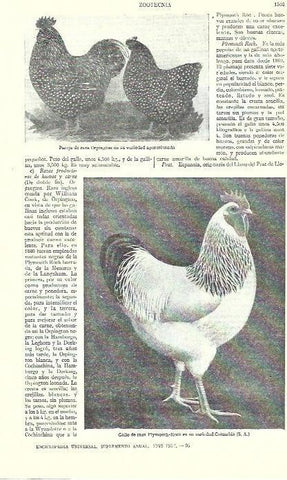 LAMINA ESPASA 39375: Gallo de raza Pymouth-Rock y pareja de raza Orpungton