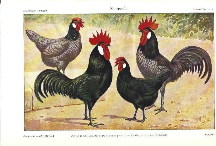 LAMINA ESPASA 39374: Gallos de raza Menitea negra y Andaluza