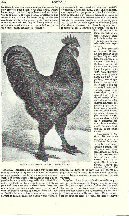 LAMINA ESPASA 39373: Gallo de raza Langsbam