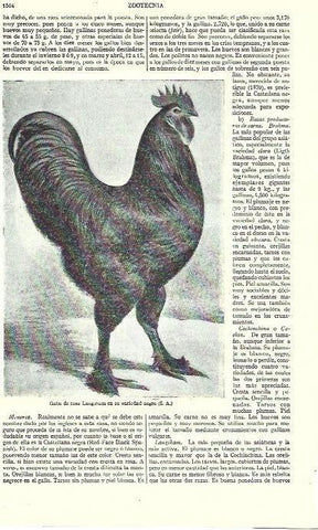 LAMINA ESPASA 39373: Gallo de raza Langsbam