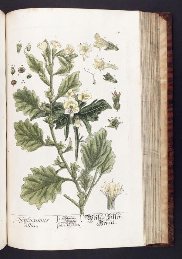 Poster DIN 4 numero 1238: Herbarium Blackwellianum emendatum et auctum, id est, Elisabethae Blackwell collectio stirpium. Norimbergae : Typis Io. Iosephi Fleischmanni, 1750-1773.