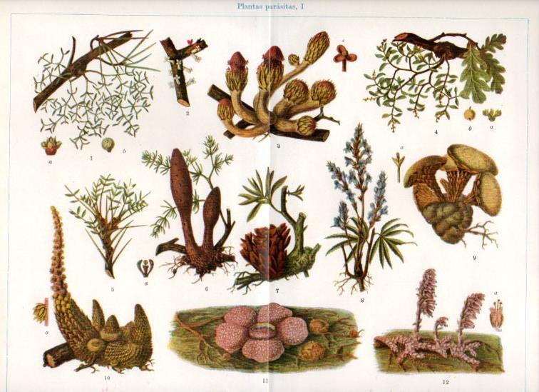 LAMINA V30390: Plantas parasitas I