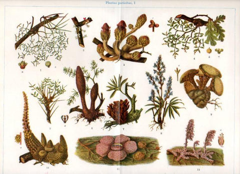 LAMINA V30390: Plantas parasitas I