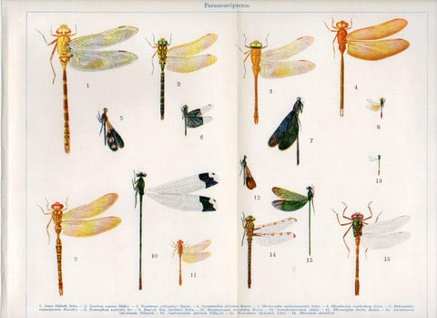 LAMINA V30391: Paraneuropteros
