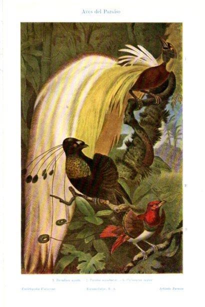LAMINA V29914: Aves del paraiso