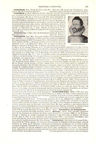 LAMINA V29821: Florentino Pancorvo