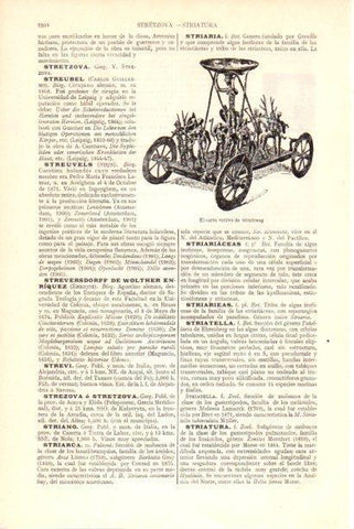 LAMINA V30078: Carro votivo de Strettweg
