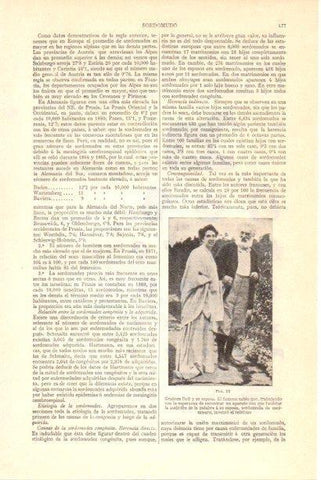 LAMINA V29983: Graham Bell y su esposa