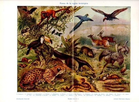 LAMINA V29799: Fauna de la region neotropica