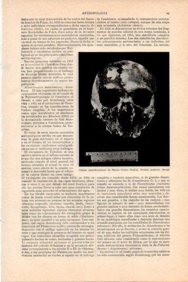 LAMINA V29693: Craneo neandertalense de Monte Circeo