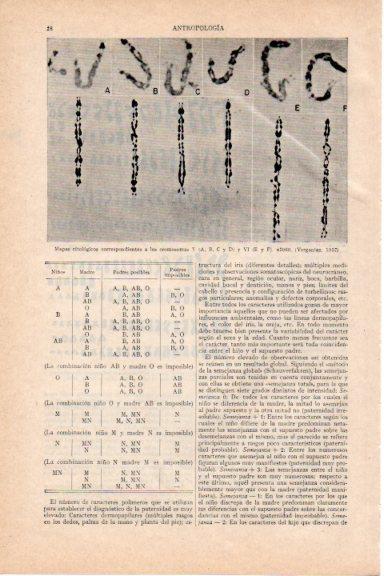 LAMINA V29691: Mapas citologicos cromosomas V y VI en 1957