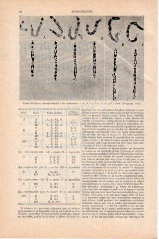 LAMINA V29691: Mapas citologicos cromosomas V y VI en 1957