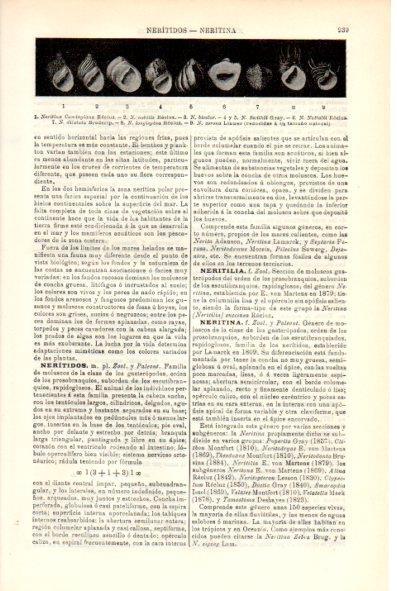 LAMINA V29302: Nerita 