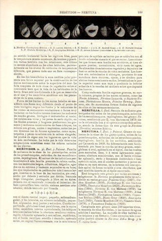 LAMINA V29302: Nerita 
