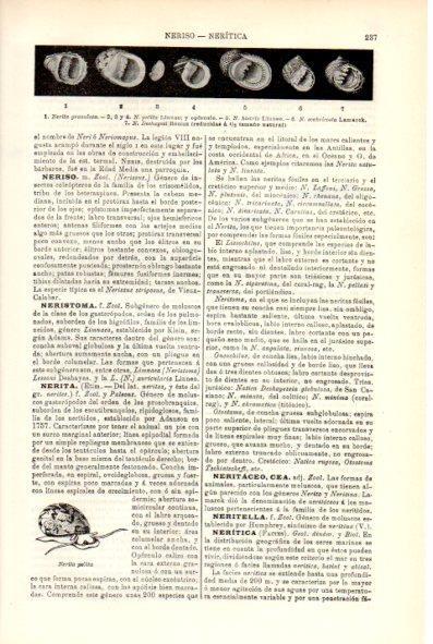 LAMINA V29301: Tipos de Nerita