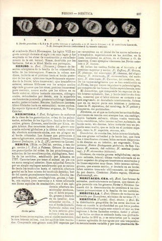LAMINA V29301: Tipos de Nerita