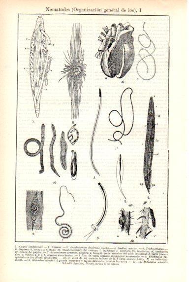 LAMINA V29289: Organización general de los Nematodes I