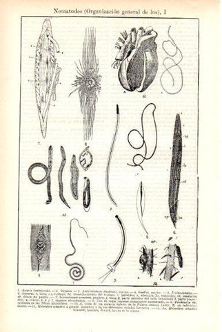LAMINA V29289: Organización general de los Nematodes I