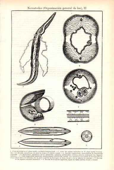 LAMINA V29290: Organización general de los Nematodes II