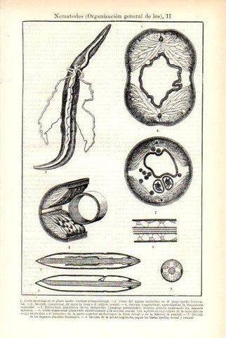 LAMINA V29290: Organización general de los Nematodes II