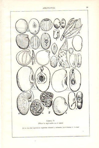 LAMINA V29477: Las leguminosas argentinas silvestres y cultivados por A. Burkart. Lamina IV