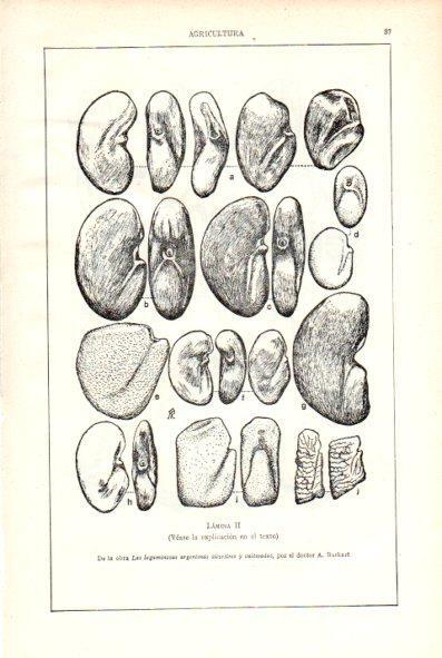 LAMINA V29476: Las leguminosas argentinas silvestres y cultivados por A. Burkart. Lamina II