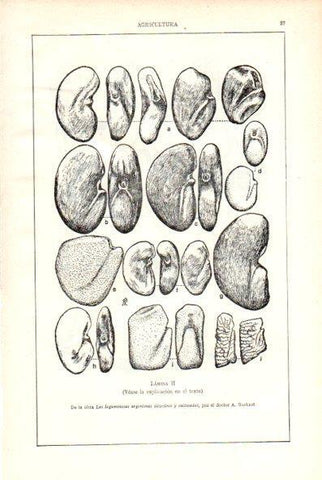 LAMINA V29476: Las leguminosas argentinas silvestres y cultivados por A. Burkart. Lamina II