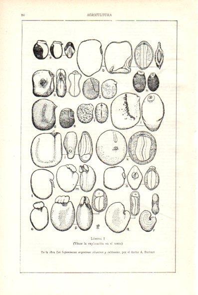 LAMINA V29475: Las leguminosas argentinas silvestres y cultivados por A. Burkart. Lamina I
