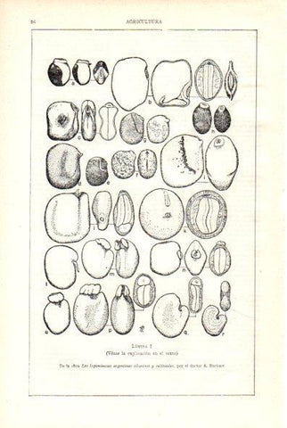 LAMINA V29475: Las leguminosas argentinas silvestres y cultivados por A. Burkart. Lamina I