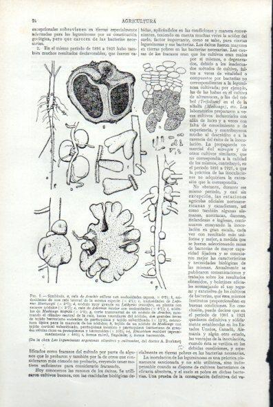 LAMINA V29474: Las leguminosas argentinas silvestres y cultivados por A. Burkart