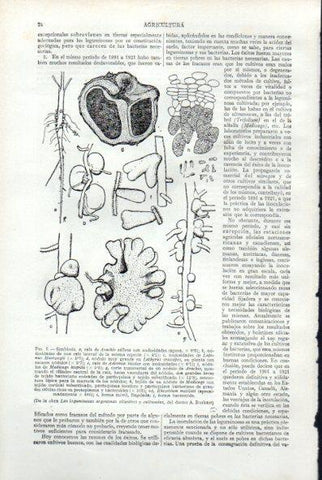 LAMINA V29474: Las leguminosas argentinas silvestres y cultivados por A. Burkart