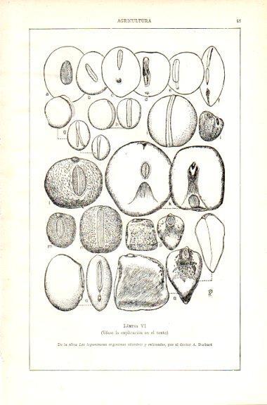 LAMINA V29495: Las leguminosas argentinas silvestres y cultivados por A. Burkart. Lamina VII