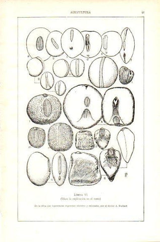 LAMINA V29495: Las leguminosas argentinas silvestres y cultivados por A. Burkart. Lamina VII