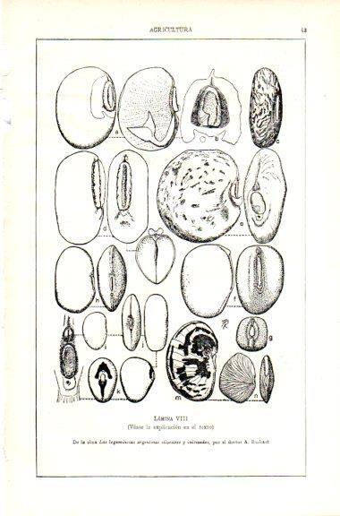 LAMINA V29496: Las leguminosas argentinas silvestres y cultivados por A. Burkart. Lamina VIII