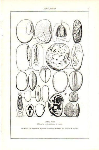 LAMINA V29496: Las leguminosas argentinas silvestres y cultivados por A. Burkart. Lamina VIII