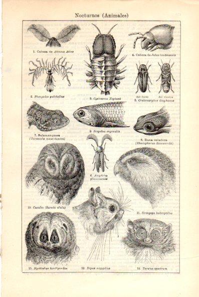LAMINA V29397: Animales nocturnos ilustraciones