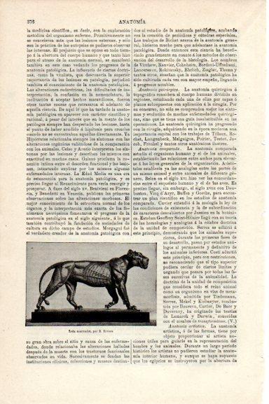 LAMINA V30734: Leon anatomico por B. Riviere