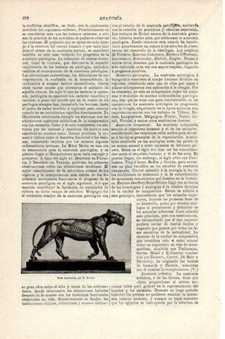 LAMINA V30734: Leon anatomico por B. Riviere