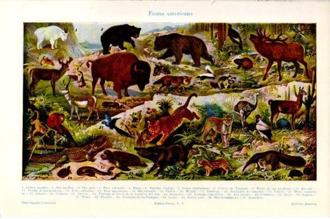 LAMINA V30723: Fauna americana