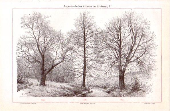 LAMINA V30908: Arboles Olmo, Aliso y Tilo en invierno