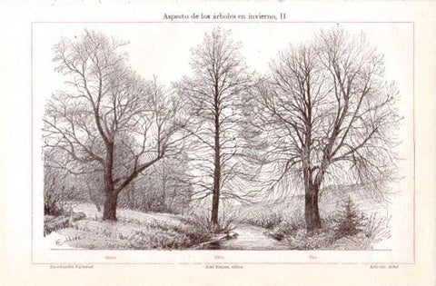 LAMINA V30908: Arboles Olmo, Aliso y Tilo en invierno