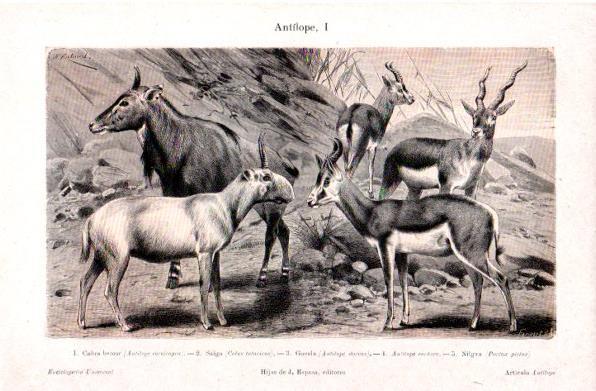 LAMINA V30923: Antilope I en trasera antilope II