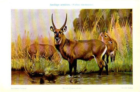 LAMINA V30922: Antilope acuatico o Cobus unctuosus