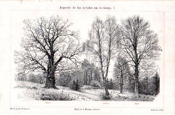 LAMINA V30909: Arboles Roble, Abedul y Haya en invierno