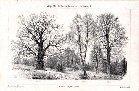 LAMINA V30909: Arboles Roble, Abedul y Haya en invierno