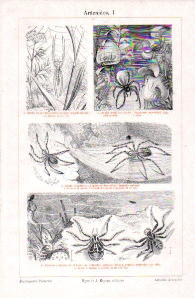 LAMINA V30869: Aracnidos I en trasera Aracnidos II
